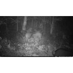 OXE Viper – Zboží Živě