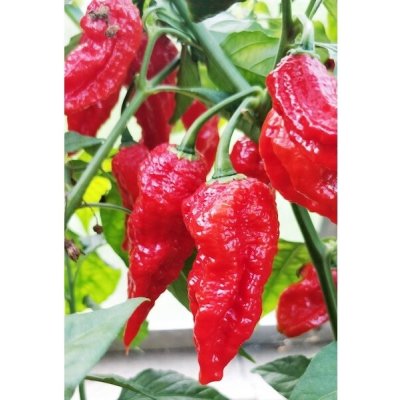 Naga Morich – Sleviste.cz