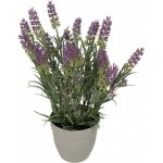 Nohel Garden Květina LEVANDULE v květníku 37cm – Hledejceny.cz