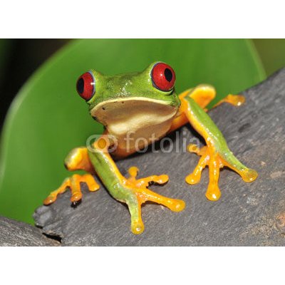 WEBLUX 16286754 Samolepka fólie red eyed green tree frog curiously looking at camera červené oči zelené strom žába zvědavě díval se na kameru rozměry 100 x 73 cm – Zbozi.Blesk.cz