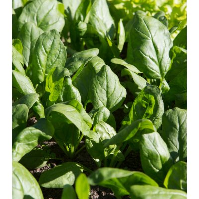 Špenát setý zelný Monnopa - Spinacia oleracea - prodej semen - 100 ks – Hledejceny.cz