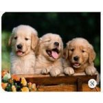 Norimpex Diamantové malování Roztomilé trio 30 x 40 cm – Sleviste.cz