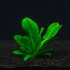 Akvarijní rostlina I--Z Echinodorus parviflorus - Šípatkovec malokvětý