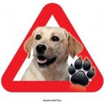 Grel nálepka na plech pozor pes v autě labrador čelně – Sleviste.cz