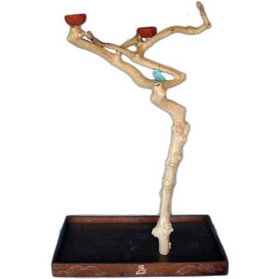Terra Podlahový strom silný z kávovníku 157 cm – Zboží Mobilmania