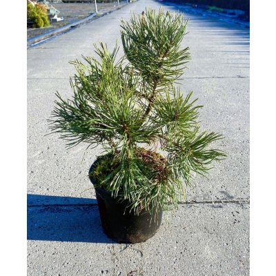 Pinus mugo Prodejní velikost: 020/030, Velikost hrnku: 2 l – Zbozi.Blesk.cz