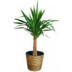 A.H.G. obal na květináč ø 21 x 19 cm plast přírodní 1-15910070-C – Hledejceny.cz