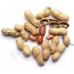 Avicentra Burské oříšky 10 kg – Zboží Dáma