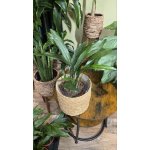 Aspidistra Milky Way – Zboží Dáma