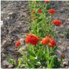 Osivo a semínko Červená louka červánková - osivo Planta Naturalis - směs lučních květin a trav - 40 g