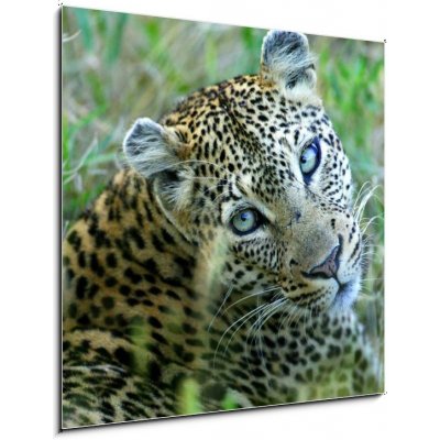 Obraz 1D - 50 x 50 cm - Leopard leopard leopards animální – Hledejceny.cz