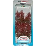 Tetra rostlina Red Foxtail Plus 23 cm – Hledejceny.cz