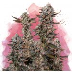 Nirvana Lithium OG Kush semena neobsahují THC 5 ks – Sleviste.cz