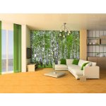 AG design FTS-1304 Papírová fototapeta Břízový les rozměry 360 x 254 cm – Hledejceny.cz