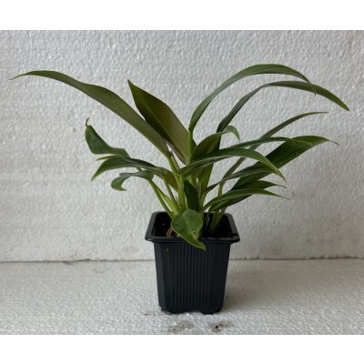 Philodendron Little Phil – Zboží Mobilmania
