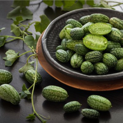 BIO Mexická mini okurka - Zehneria scabra - bio semena okurky - 5 ks – HobbyKompas.cz