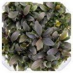 Bucephalandra Red Mini – Zboží Dáma