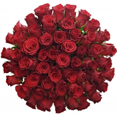Kytice 55 rudých růží RHODOS 70cm – Zboží Dáma