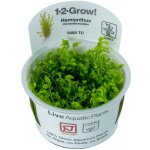 Hemianthus micranthemoides – Sleviste.cz