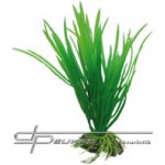 Hobby Cyperus 16 cm – Sleviste.cz