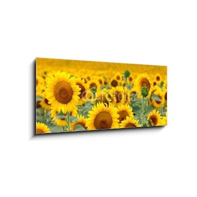 Obraz 1D - 120 x 50 cm - Beautiful sunflower field Krásné pole slunečnice