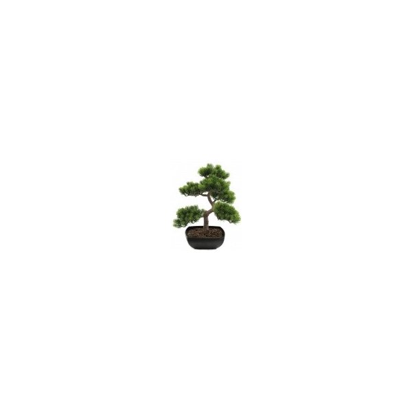 Květina Bonsai borovice 50 cm