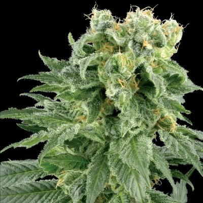 White Label Double Gum regular semena neobsahují THC 10 ks – Zboží Mobilmania