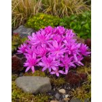 Ocún 'Waterlily' 1 ks – Zboží Dáma