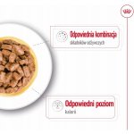 Royal Canin Mini Ageing 12+ 12 x 85 g – Zboží Mobilmania