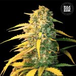 Bulk Seed Bank AUTO White Widow semena neobsahují THC 5 ks – Hledejceny.cz