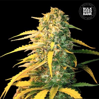 Bulk Seed Bank AUTO White Widow semena neobsahují THC 5 ks – Hledejceny.cz