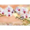 Tapety WEBLUX Fototapeta papír - 74704907 orchidea cíl horizontal rozměry 184 x 128 cm