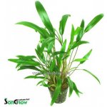 Cryptocoryne nevellii - Kryptokoryna Nevillova – Zboží Dáma