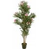 Květina Oleandr růžový, 150 cm