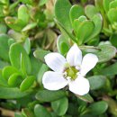 Salvia Paradise Bacopa Monnieri Brahmi prášek 100 g