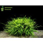 Microsorum pteropus Trident – Zboží Dáma