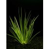 Akvarijní rostlina I--Z Acorus decoratus - Puškvorec trávolistý