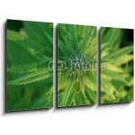 Obraz 3D třídílný - 90 x 50 cm - close up of a marijuana plant bud zblízka rostliny pupíku marihuany
