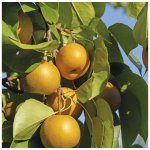 Hrušeň nashi BIO FloraSelf Bio Pyrus pyrifolia 'Nashi Kumoi' kmínek cca 60 cm celková výška cca 100-120 cm květináč 7,5 l – Zboží Dáma
