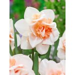 Narcis 'Replete' 5 ks – Zboží Dáma