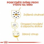 Red Dingo známka ťapka střední – Zboží Dáma