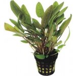 Cryptocoryne wendtii Green – Zboží Dáma