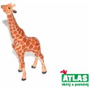 Atlas D Žirafa