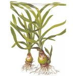 Crinum thaianum - Křín thajský – Hledejceny.cz