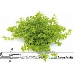 Hemianthus micranthemoides – Sleviste.cz