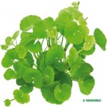 Hydrocotyle leucocephala – Zboží Dáma