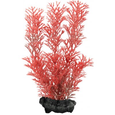 Tetra Myriophyllum heterophyllum - Red Foxtail 15 cm – Sleviste.cz