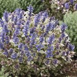 Ajuga tenorii 'Princess Nadia' Velikost hrnku: 10,5 zel zběhovec – Hledejceny.cz