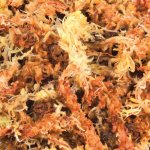Trixie Rašelinovníkový mech 100 g – Zboží Dáma