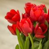 Květina Kytice 10 červených čerstvých tulipánů
